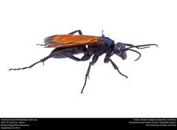 Image of Tarantula Hawks