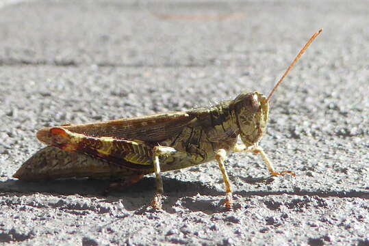 Image of Pine Tree Spur-throat Grasshopper