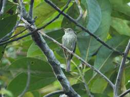 Image of Double-banded Pygmy Tyrant