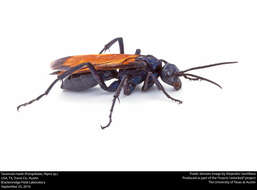 Image of Tarantula Hawks