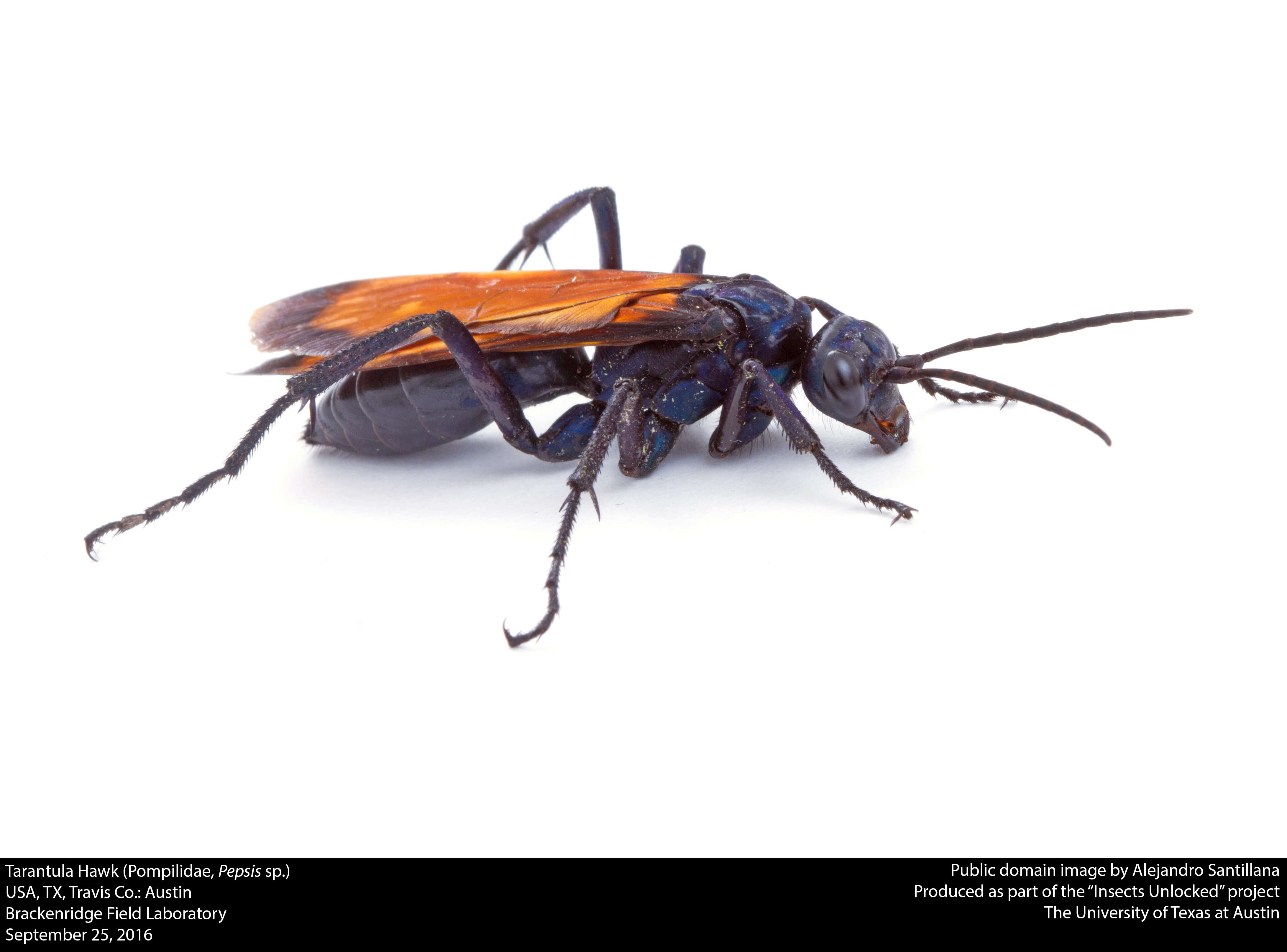 Image of Tarantula Hawks