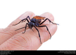 Image of Tarantula Hawks