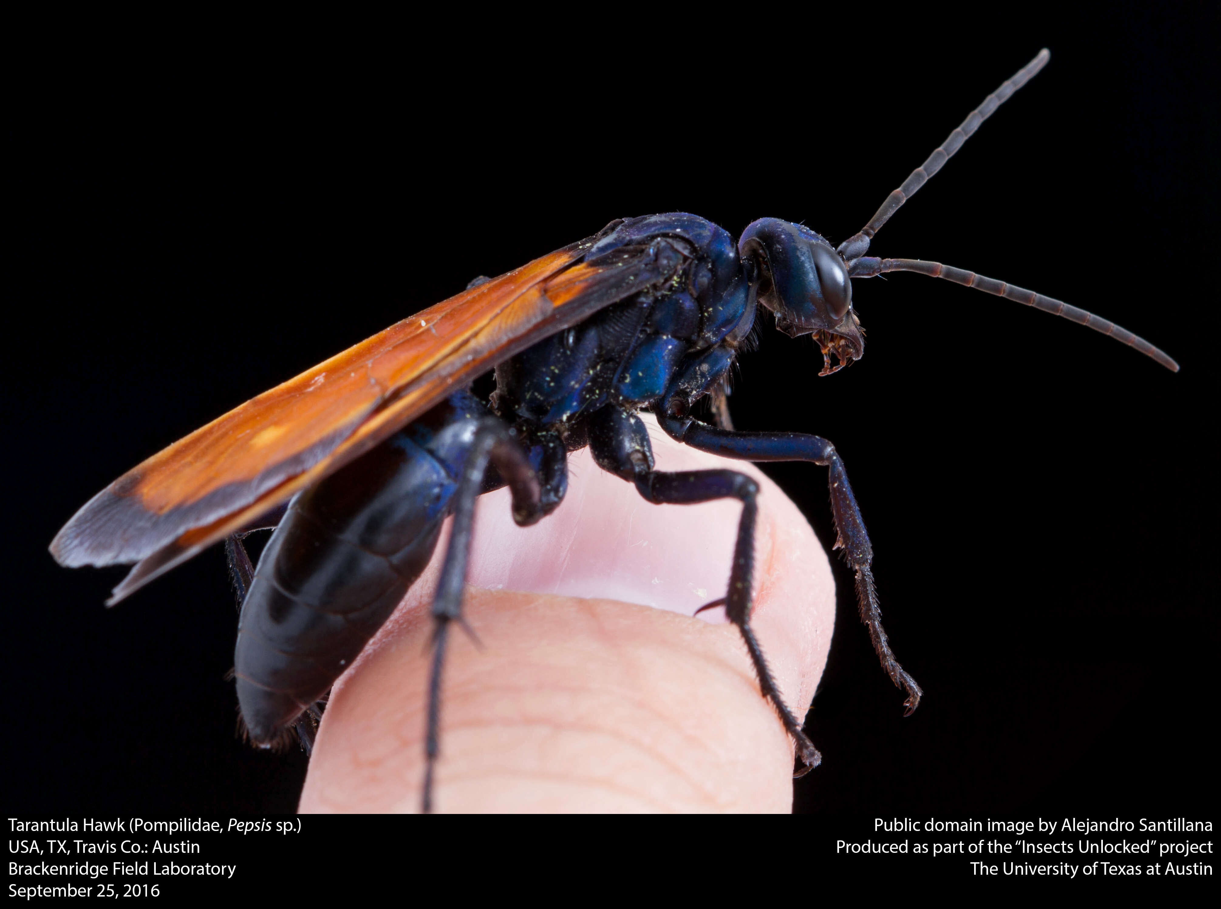 Image of Tarantula Hawks