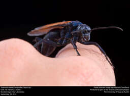 Image of Tarantula Hawks