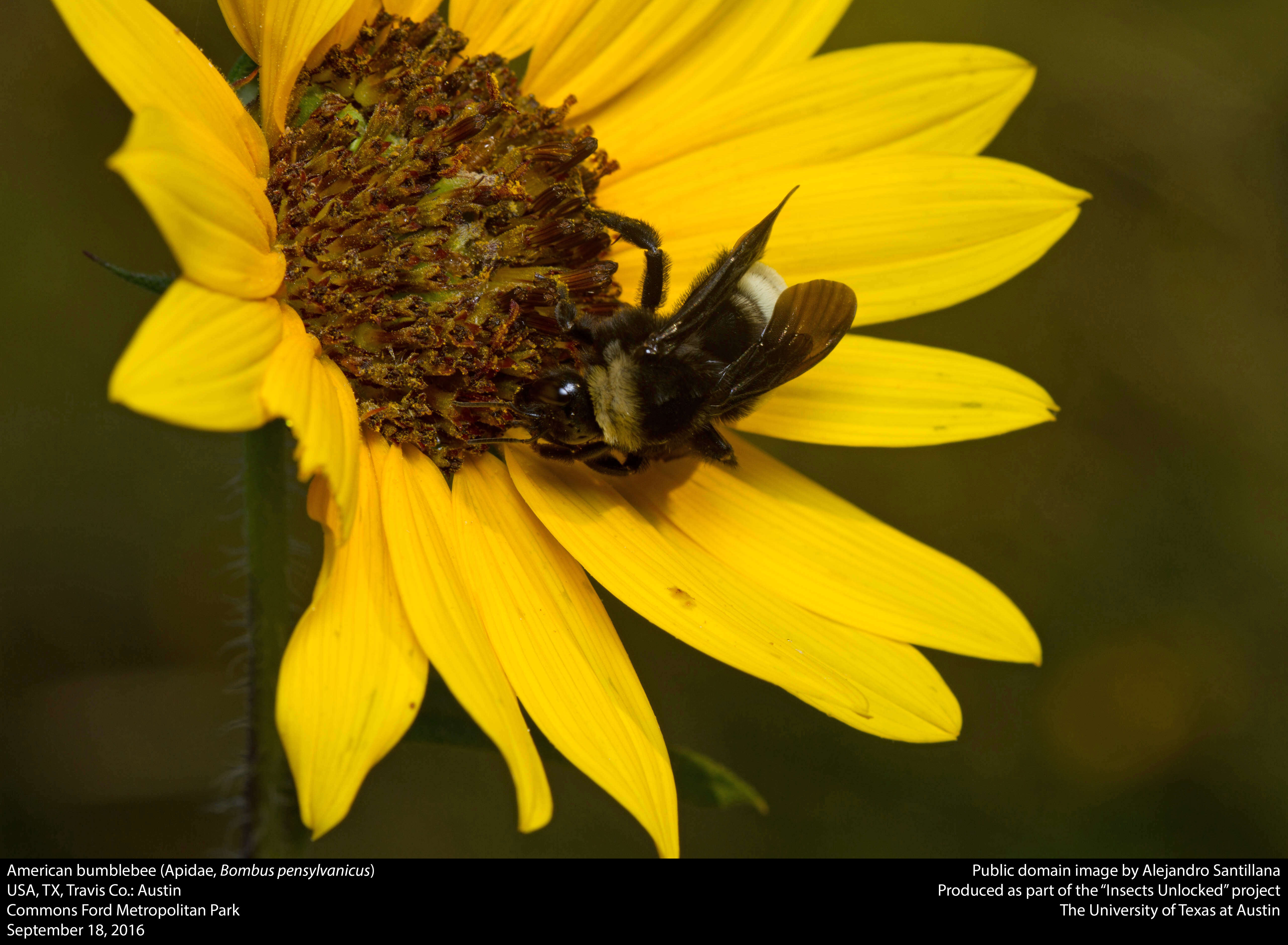 Sivun Bombus pensylvanicus (De Geer 1773) kuva