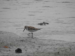 Sivun Calidris falcinellus sibirica (Dresser 1876) kuva