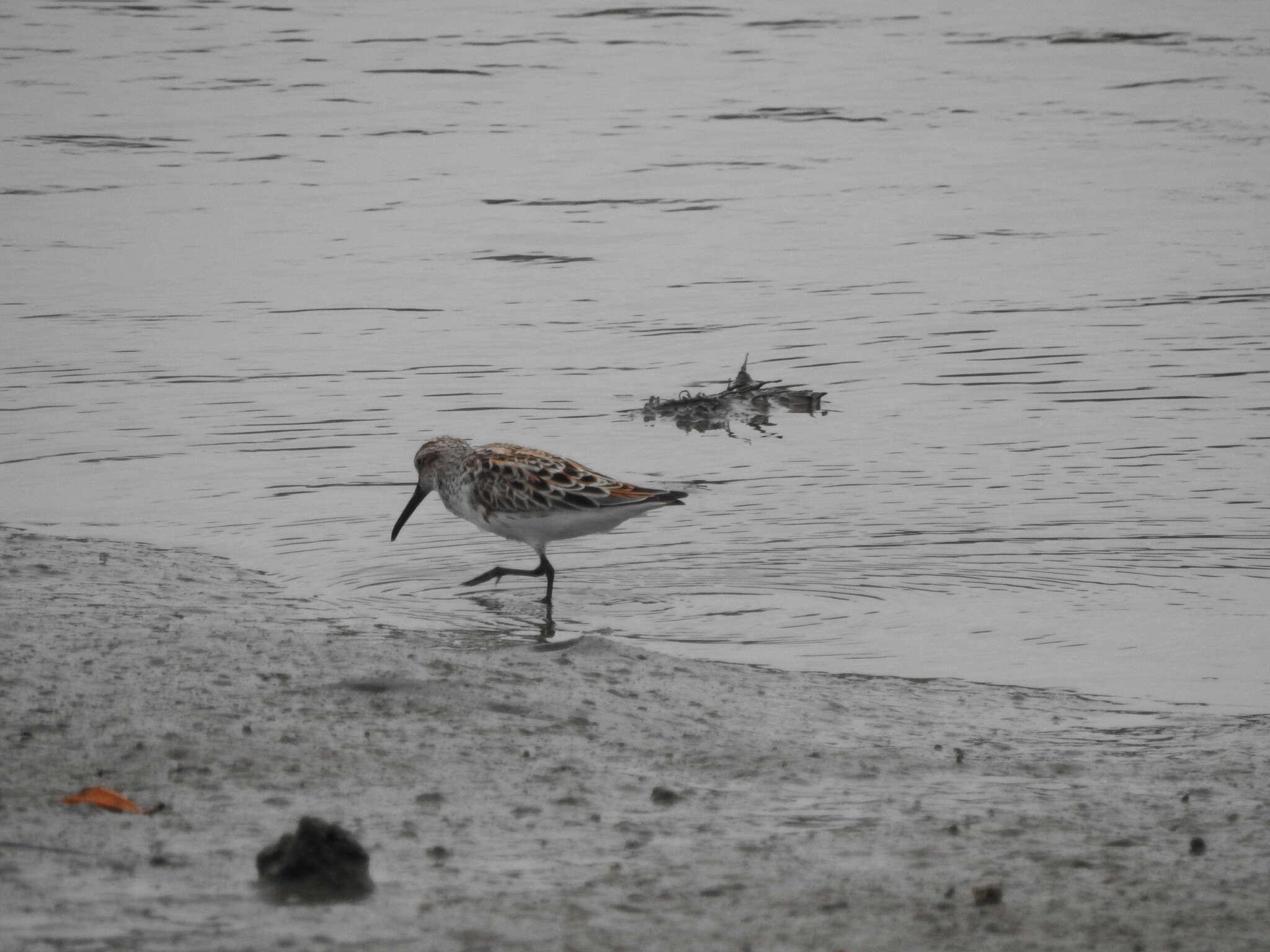 صورة Calidris falcinellus sibirica (Dresser 1876)