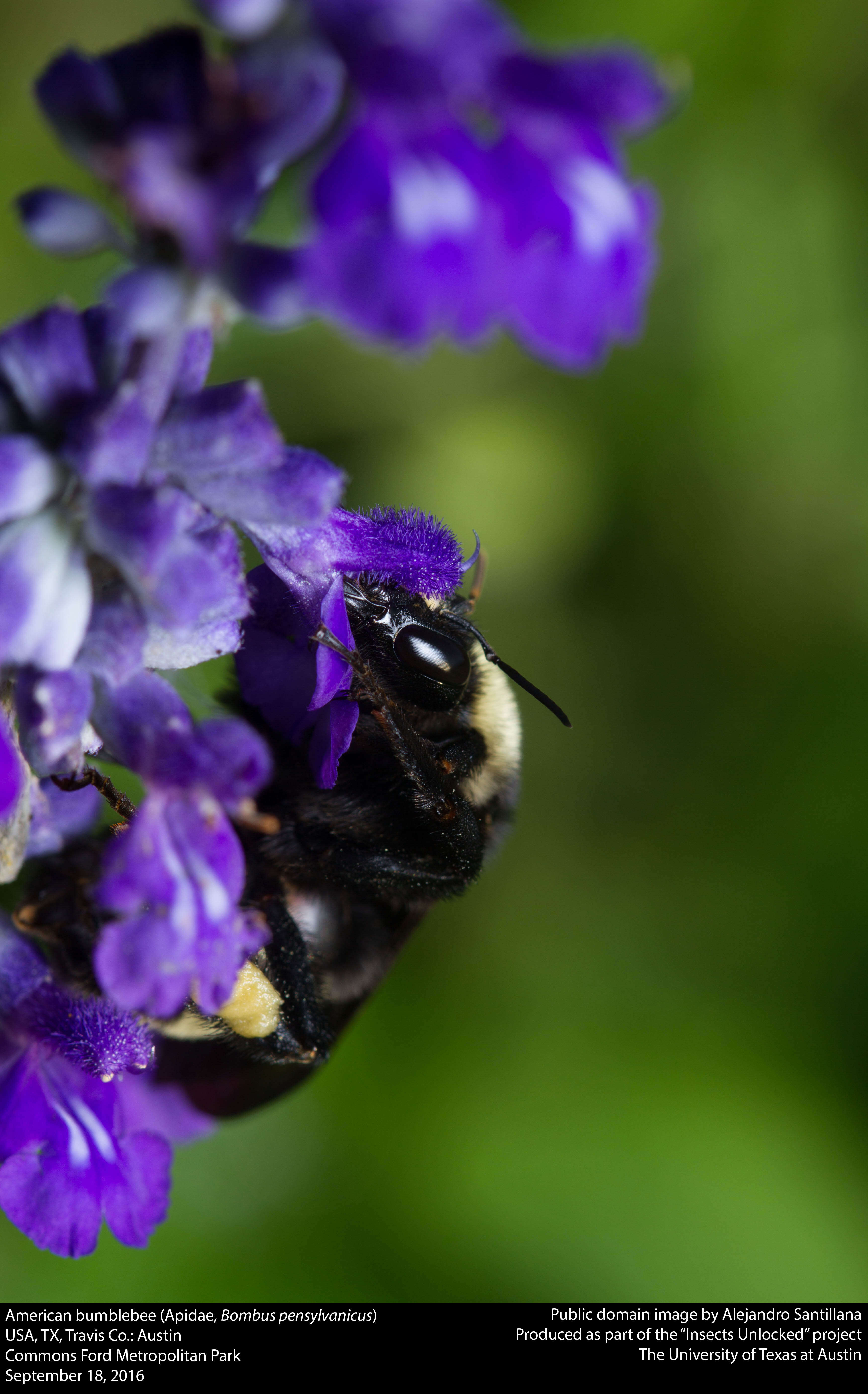 Sivun Bombus pensylvanicus (De Geer 1773) kuva