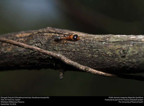 Image of Elongate Twig Ant