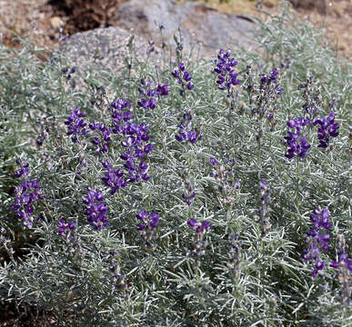 Plancia ëd Lupinus argenteus var. montigenus