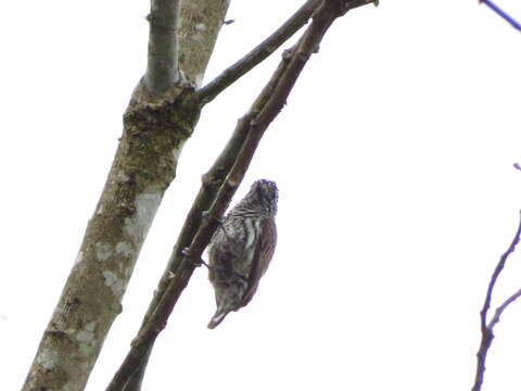 Image of Ecuadorian Piculet