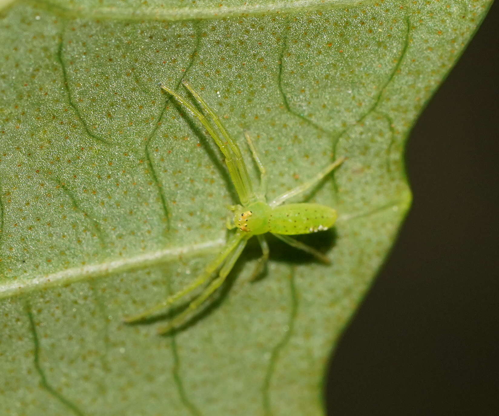 Sivun Cetratus rubropunctatus (Rainbow 1920) kuva