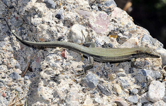 Image of Iberian Wall Lizard