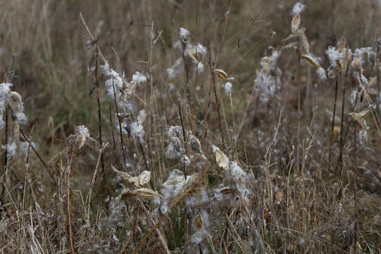 Image of common milkweed