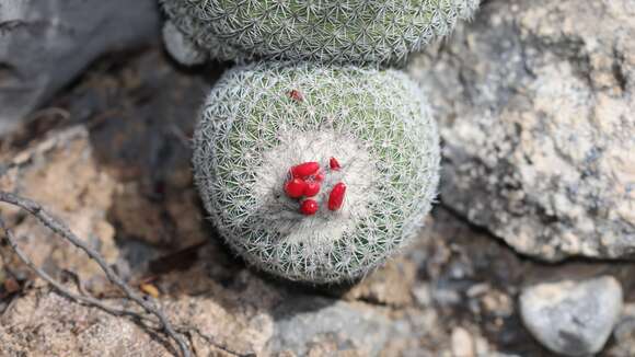 Image of Epithelantha unguispina