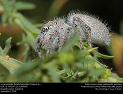 Image of Jumping Spiders