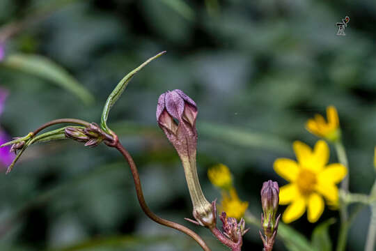 Image of Ceropegia media (Huber) M. Y. Ansari