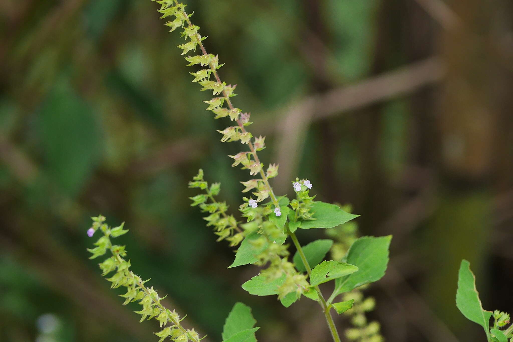 Mosla scabra (Thunb.) C. Y. Wu & H. W. Li resmi