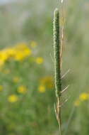Image of Boehmer's cat's-tail