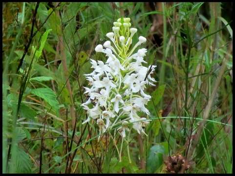 Image de Platanthera blephariglottis var. conspicua (Nash) Luer