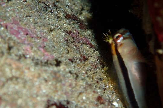 Image of Crested Blenny