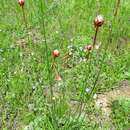 Sivun Armeria rumelica Boiss. kuva