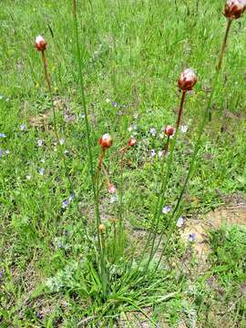 Image of Armeria rumelica Boiss.