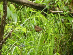 Sporophila funerea (Sclater & PL 1860) resmi