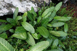 Rumex neglectus T. Kirk resmi