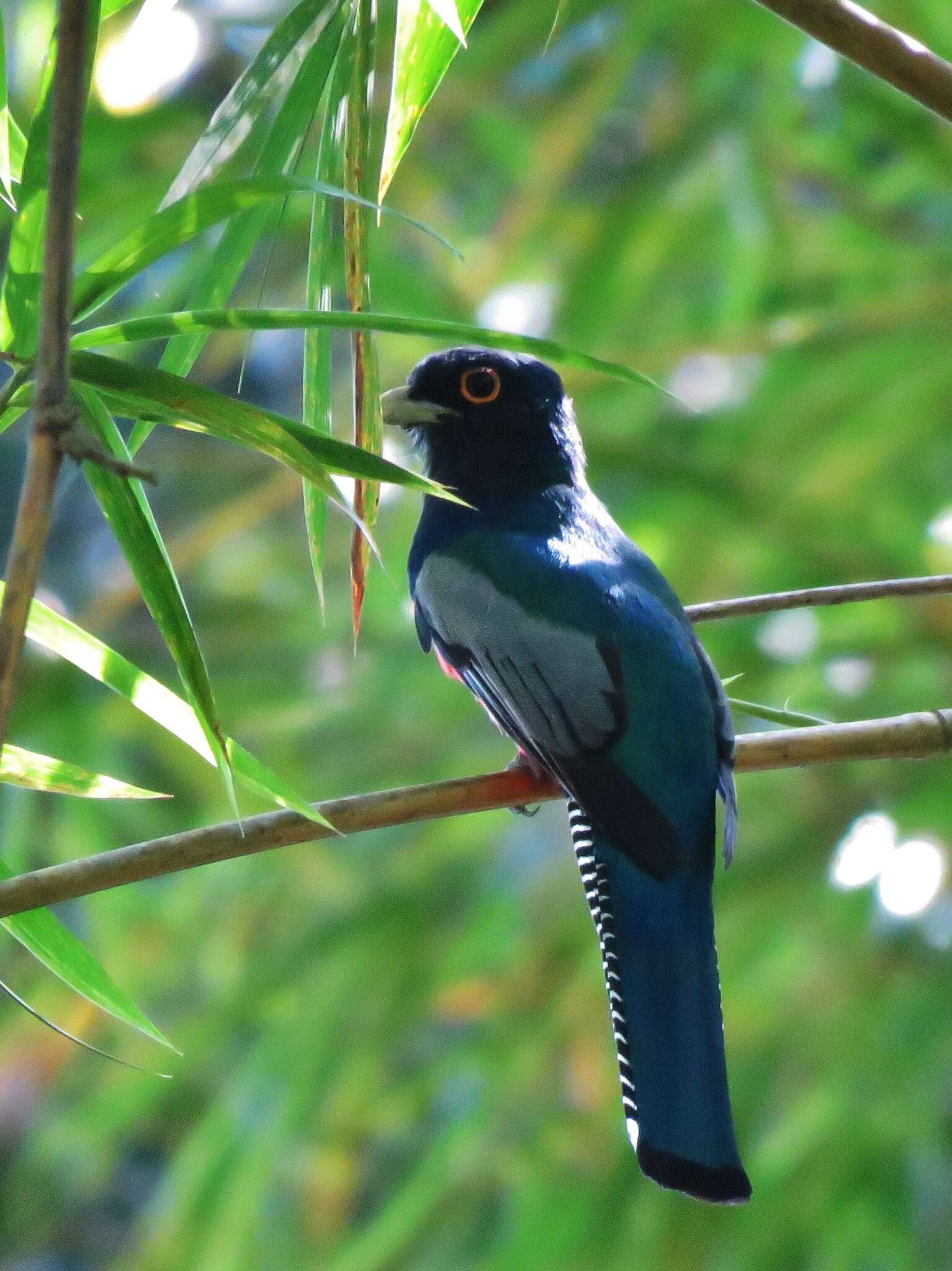 Image of Blue-crowned Trogon