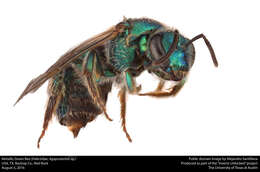 Image of Metallic Green Bees