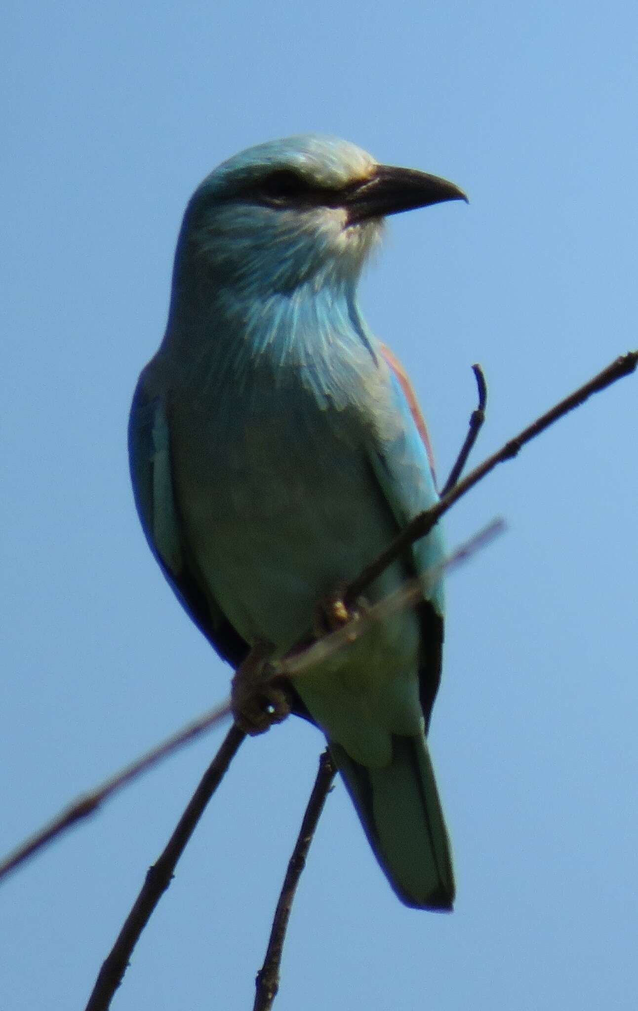 Image de Coracias garrulus semenowi Loudon & Tschusi 1902