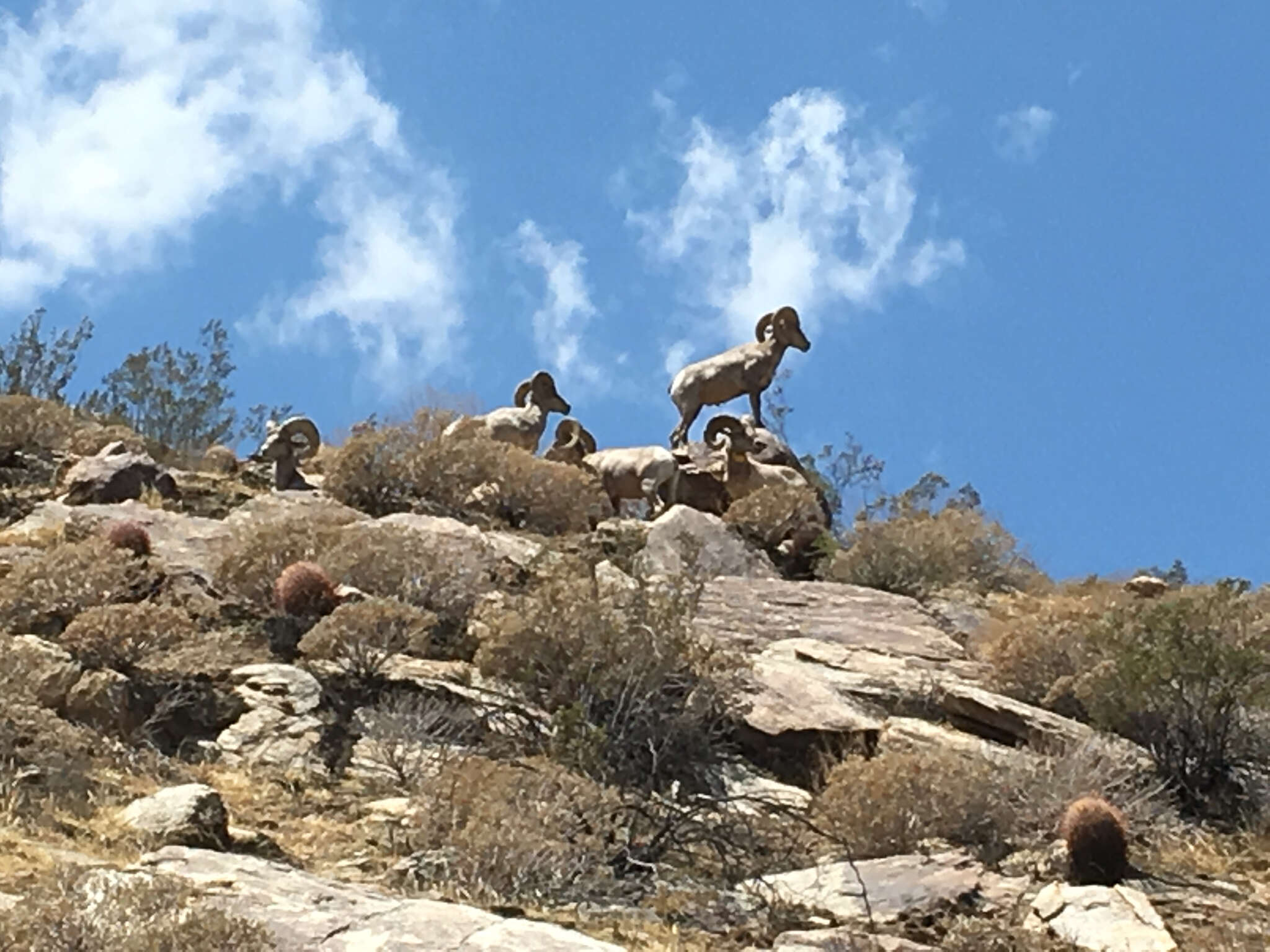 Image of Desert bighorn sheep