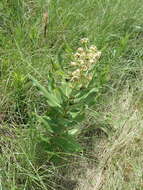 Image of Milkwort