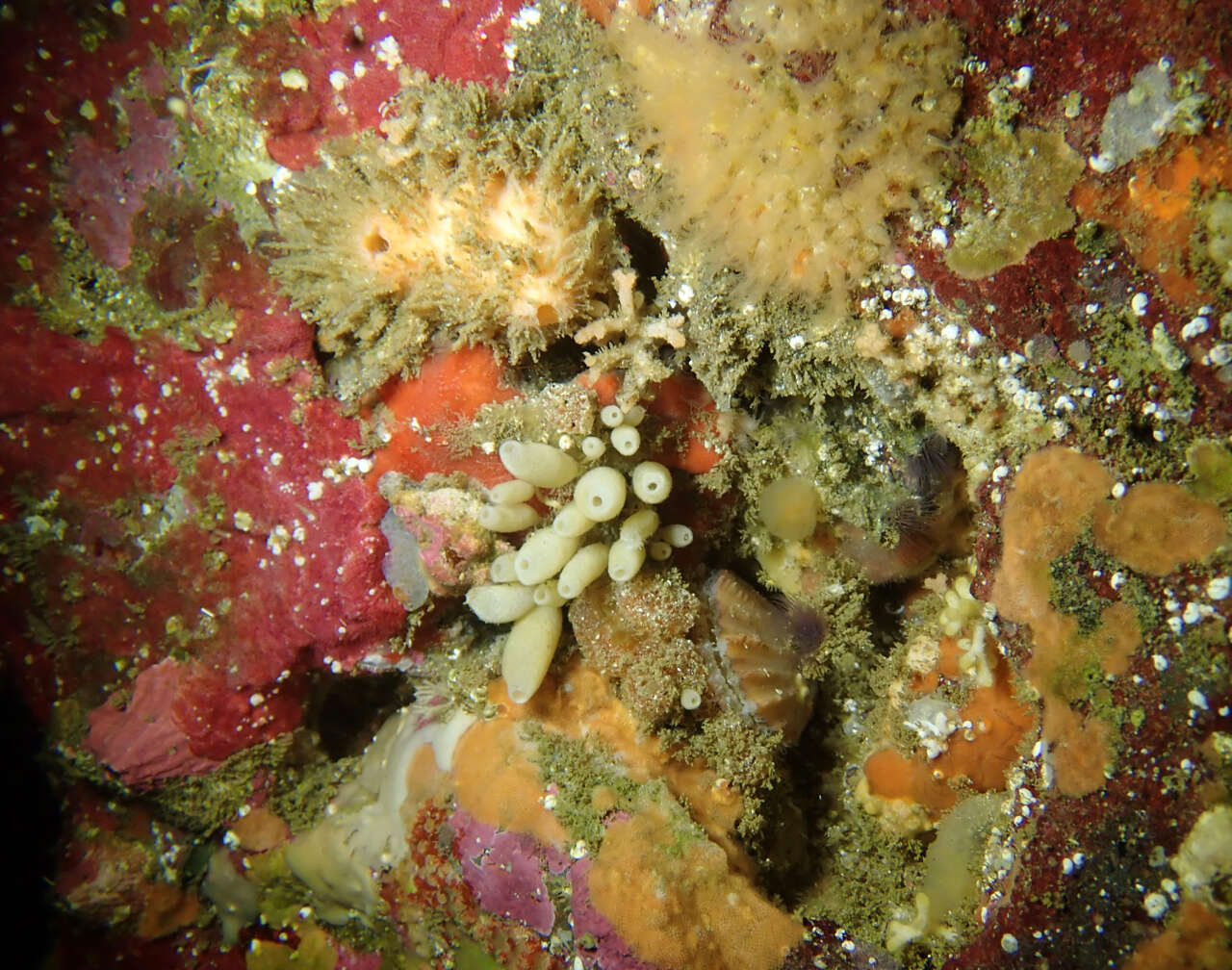 Image of Stalked Vase Sponge