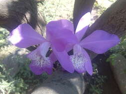 Image of Laelia speciosa (Kunth) Schltr.