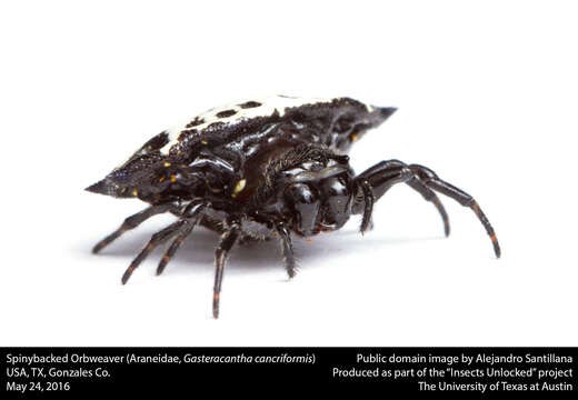 Image of Spinybacked Orbweaver