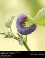 Image of argid sawflies