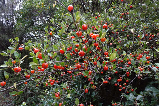 Image of Coprosma foetidissima J. R. Forst. & G. Forst.