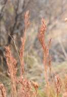 Image of Andropogon eremicus