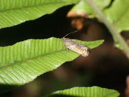 Image of beech leafroller