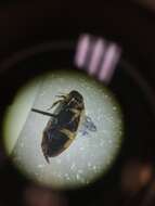 Image of Predaceous diving beetle