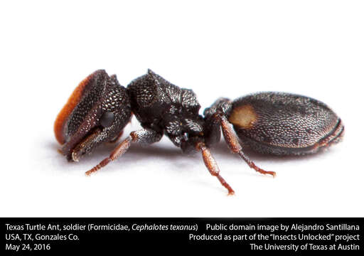 Cephalotes texanus (Santschi 1915) resmi