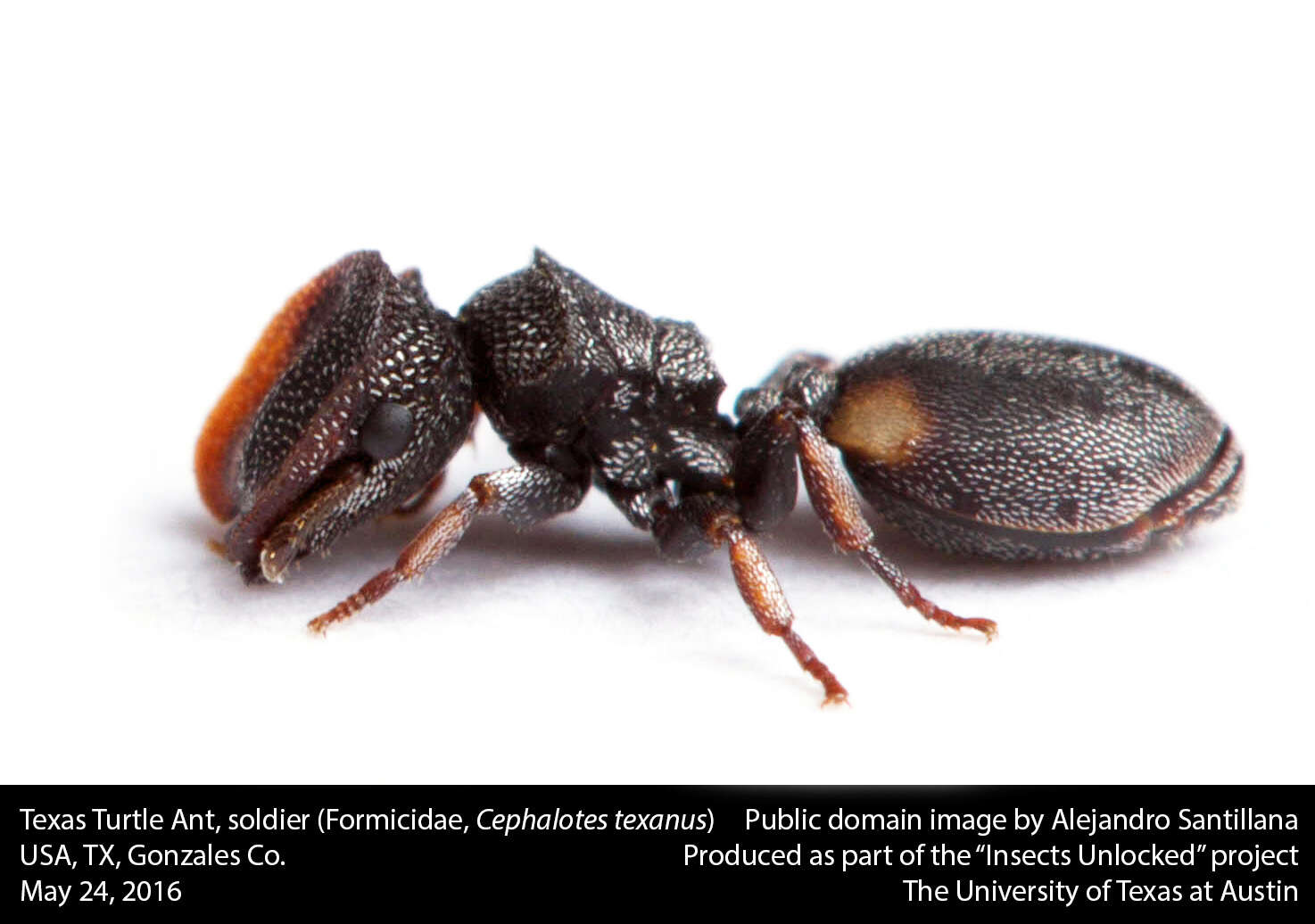 Cephalotes texanus (Santschi 1915) resmi