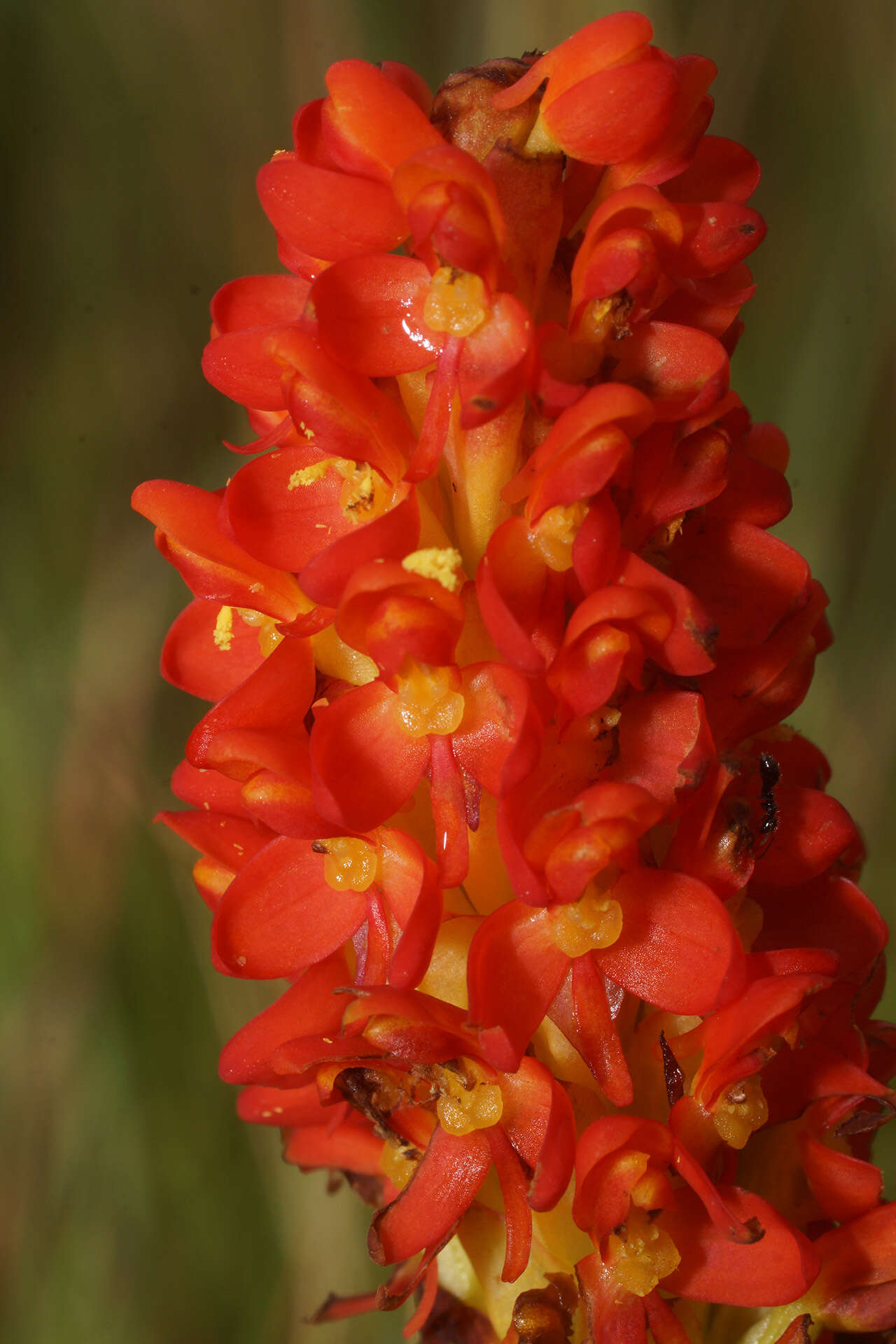 Image of Disa polygonoides Lindl.