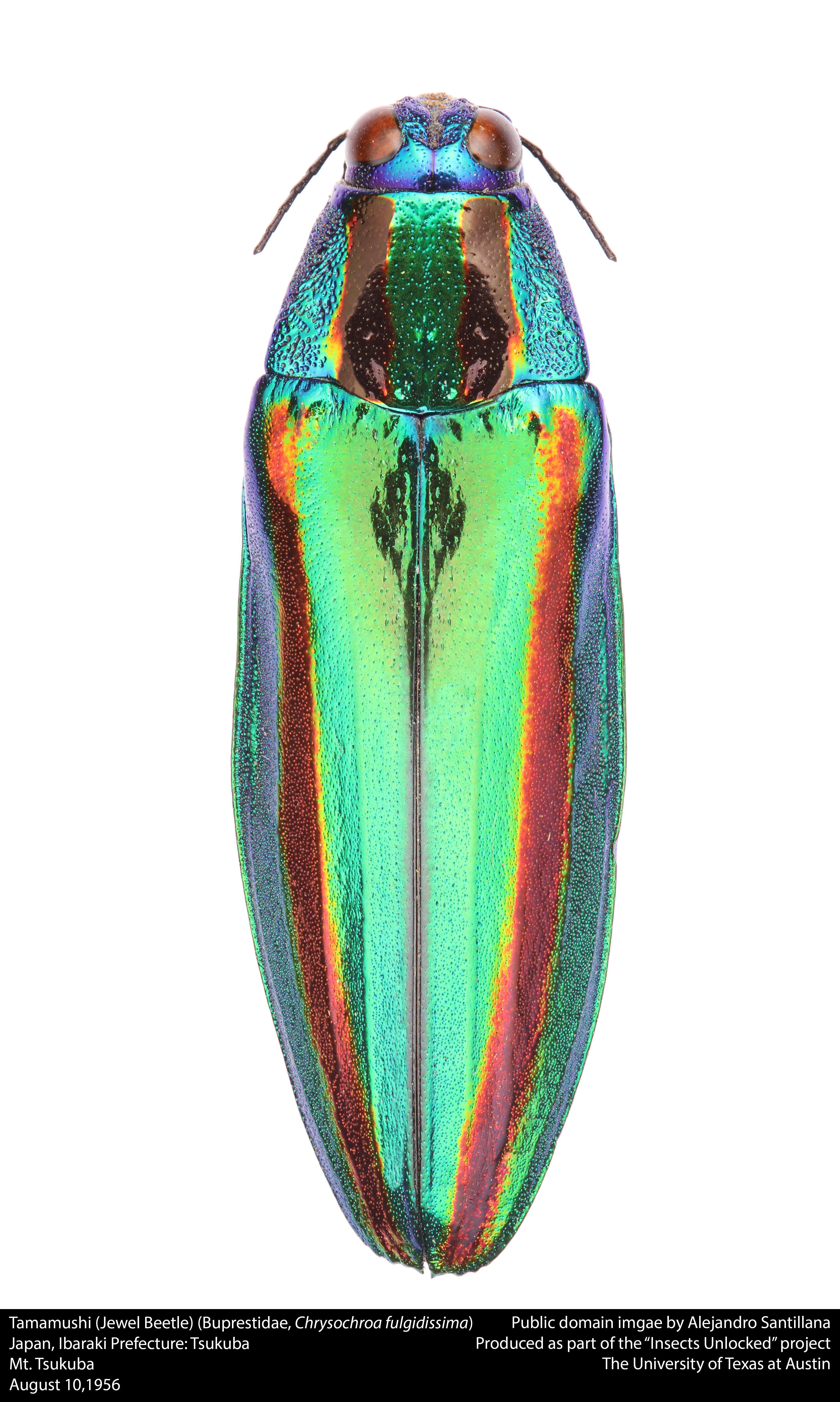 Sivun Chrysochroa fulgidissima (Schönherr 1817) kuva