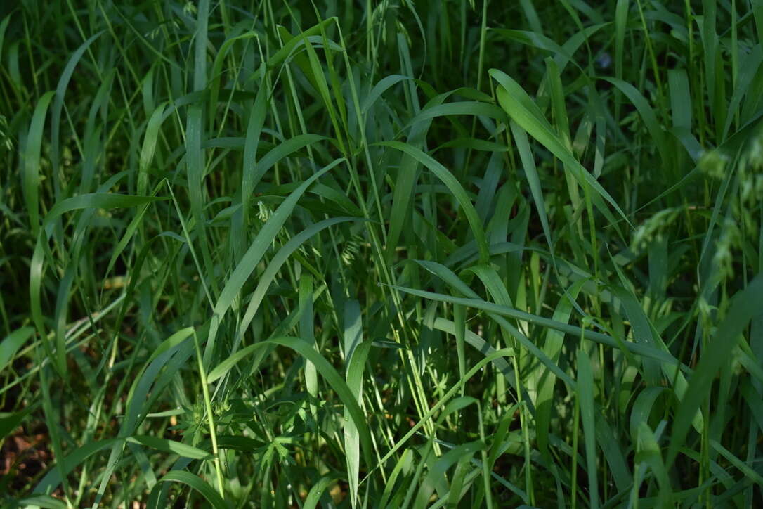 Image of threeflower melicgrass