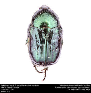 Image of Dark Flower Scarab