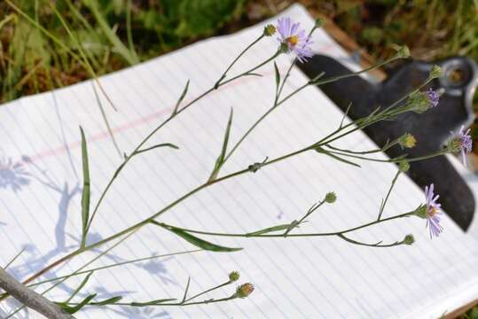 Image of Mountain American-Aster