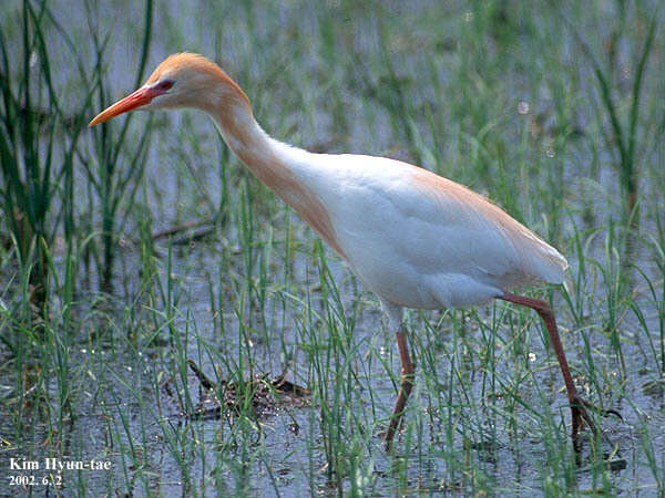 Image de Bubulcus ibis coromandus